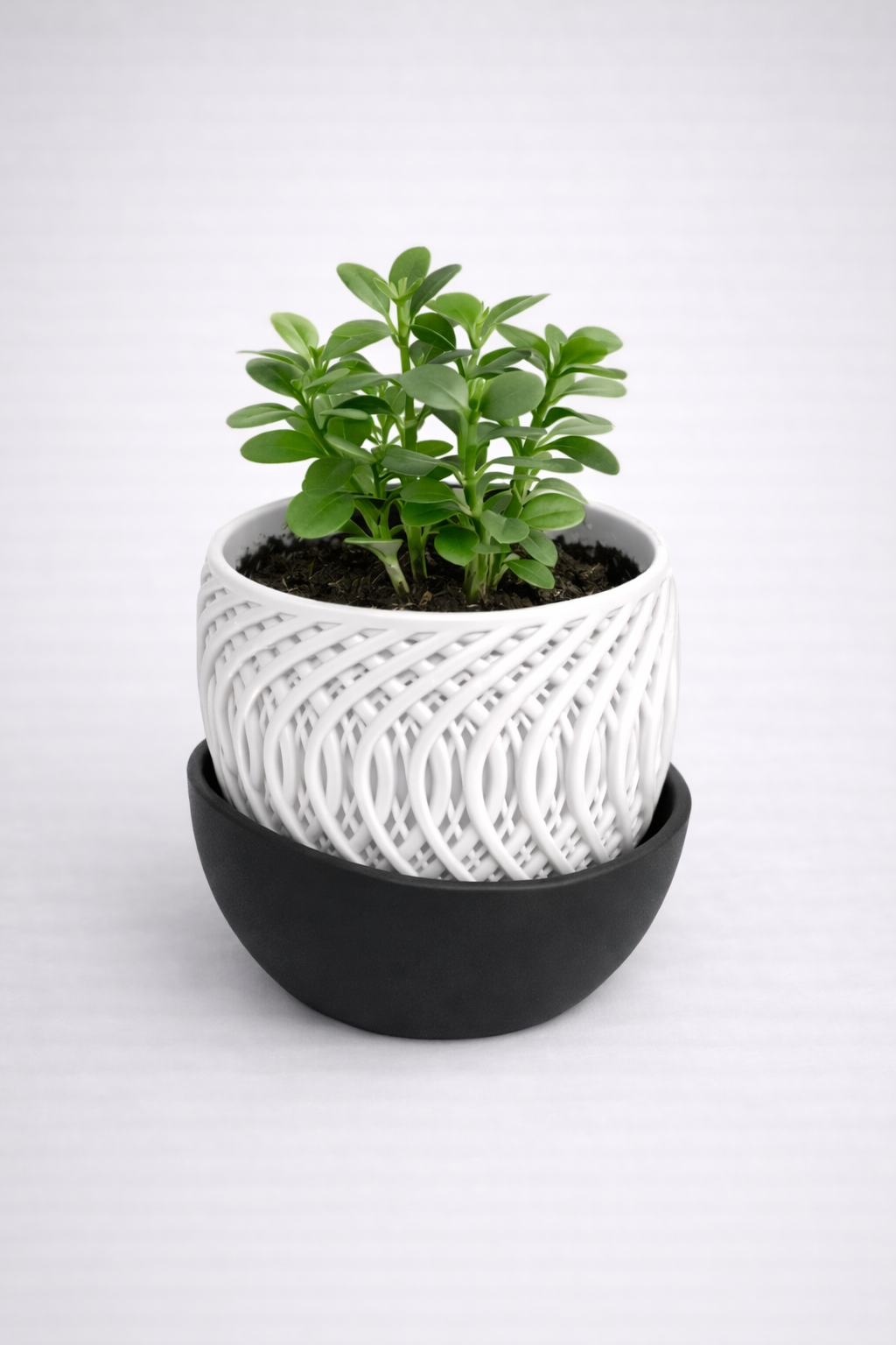 Plant Pot With Drainage Tray
