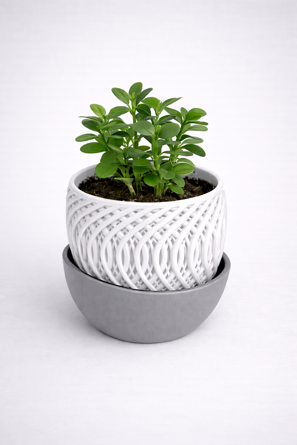 Plant Pot With Drainage Tray
