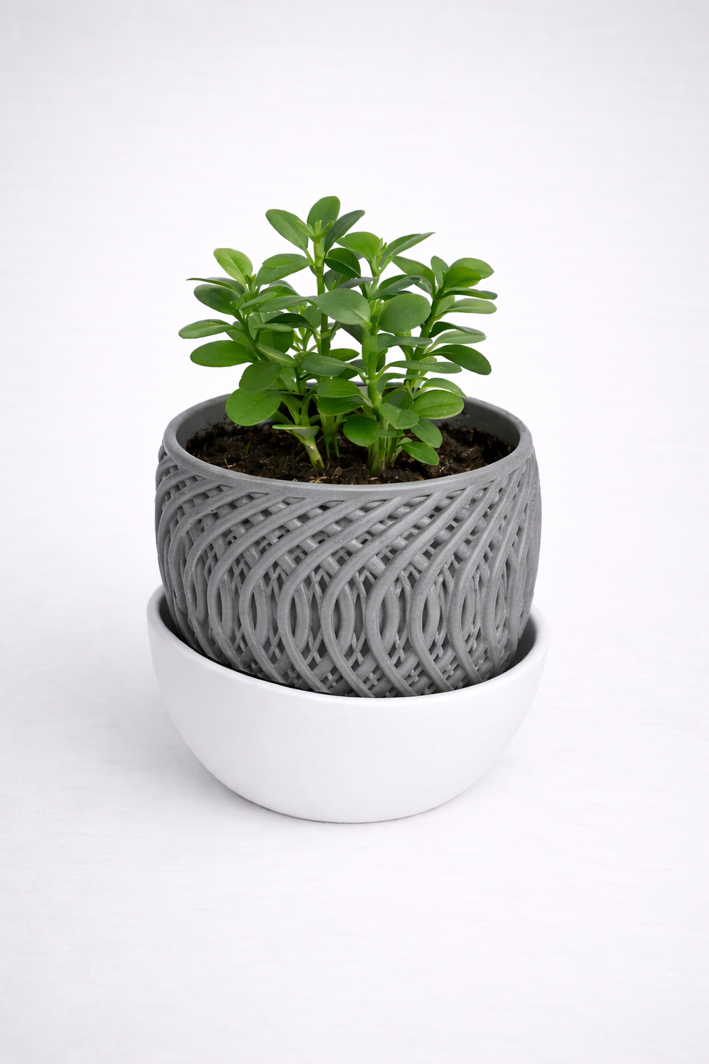 Plant Pot With Drainage Tray