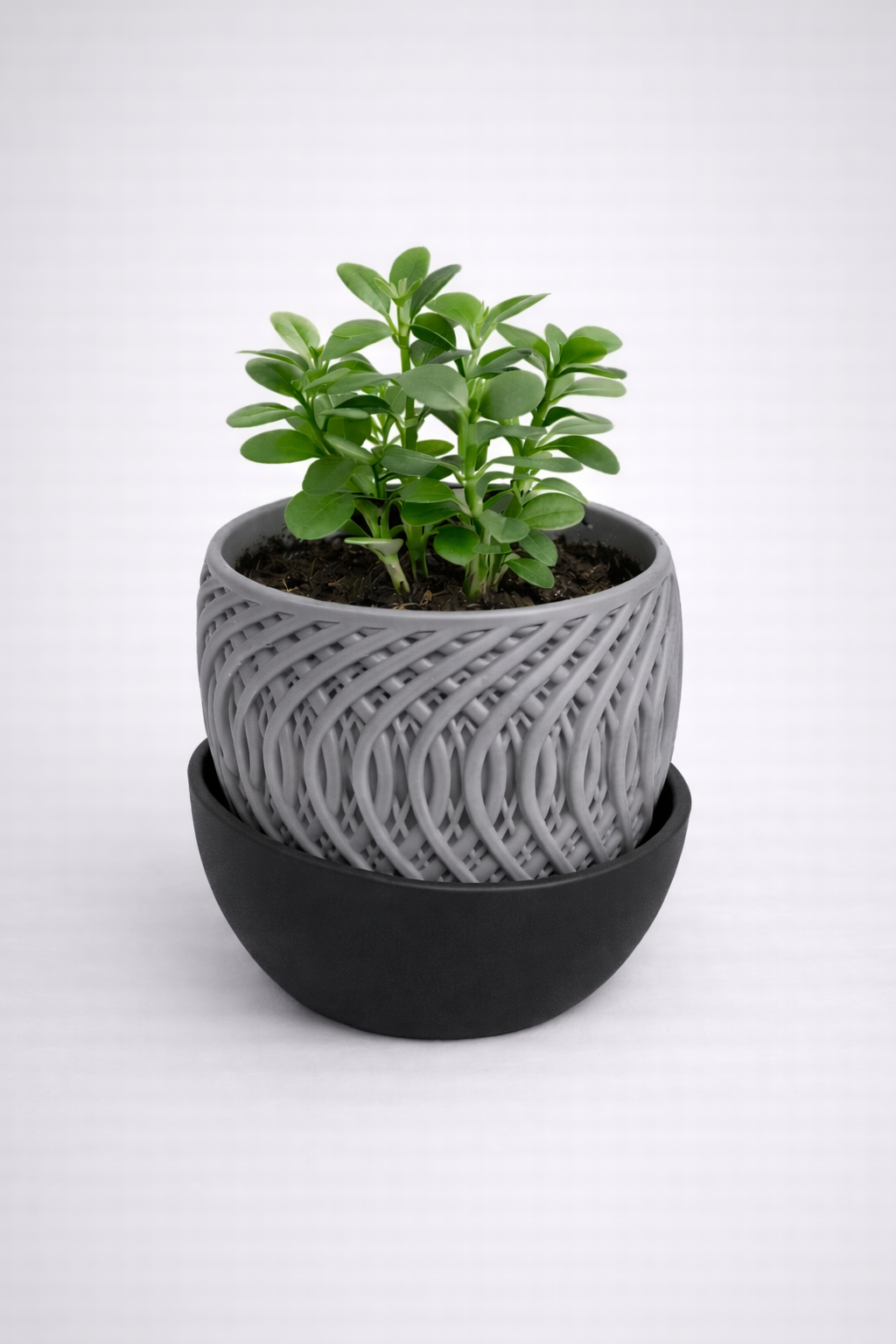 Plant Pot With Drainage Tray